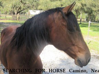 SEARCHING FOR HORSE Camino, Near Jacksonville, FL, 00000